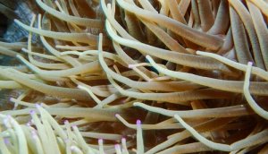Anemone di mare: è una pianta o un animale?
