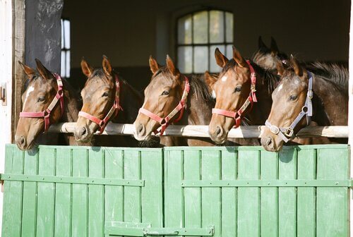 Meglio tenere i cavalli in stalla o all'aperto?