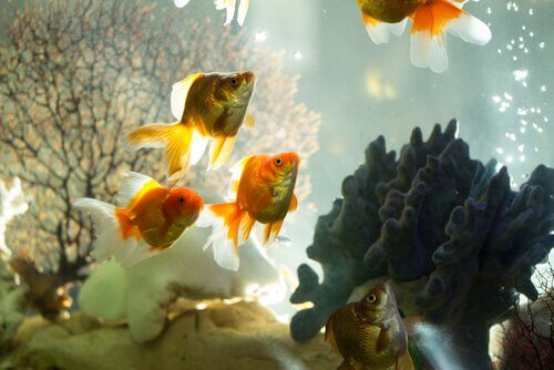 Pesci rossi in un acquario