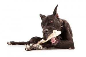 Consigli sull'alimentazione dei cani di taglia grande