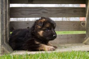 Consigli su come allevare un Pastore Tedesco