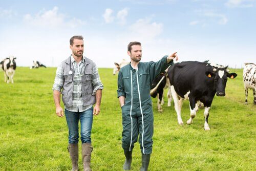 allevatore e veterinario controllano le mucche al pascolo