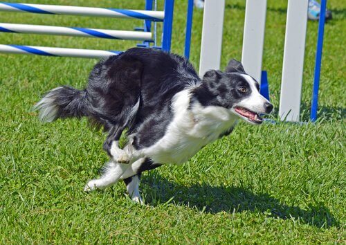 Border collie corre mentre fa agility