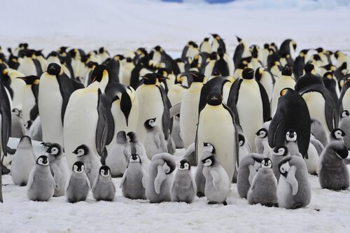 branco di pinguini 