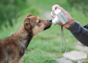 7 consigli per scattare foto al cane in modo perfetto