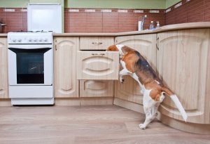 Searching per cani: stimolazione mentale tramite l'olfatto