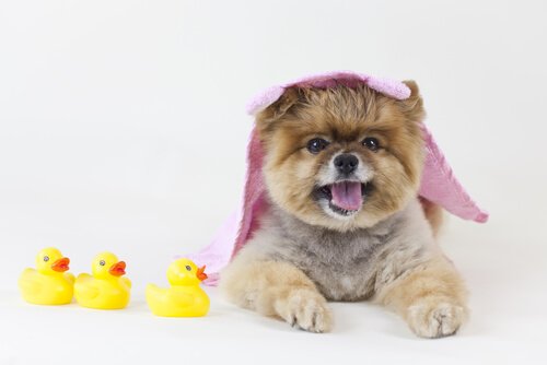 cagnolino con asciugamano rosa in testa e paperelle