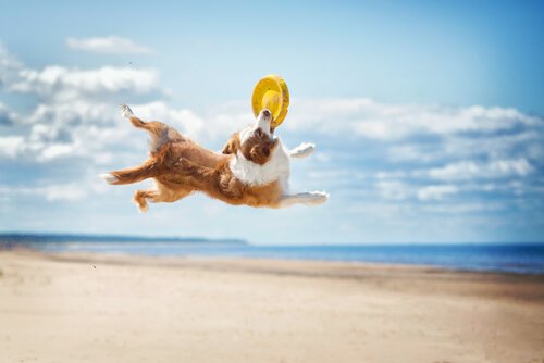 cane che pratica DiscDog in spiaggia 