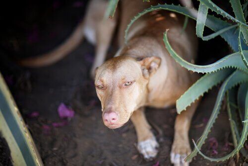 cane vicino a pianta di aloe vera