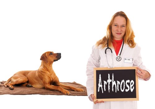 Cane e veterinaria con cartello con scritto artrosi