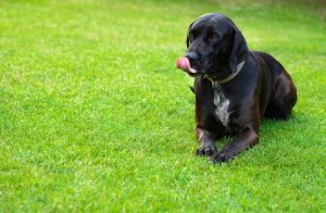 Perché i cani leccano per terra?