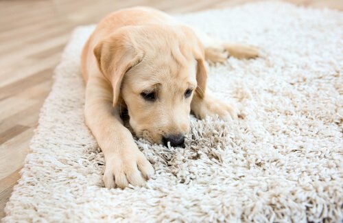 Cane che morde il tappeto