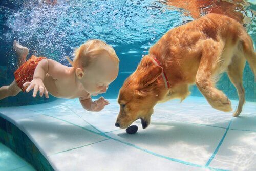 cane nuota sott'acqua e afferra oggetto davanti a bambino