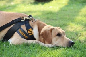 La vita di un cane poliziotto