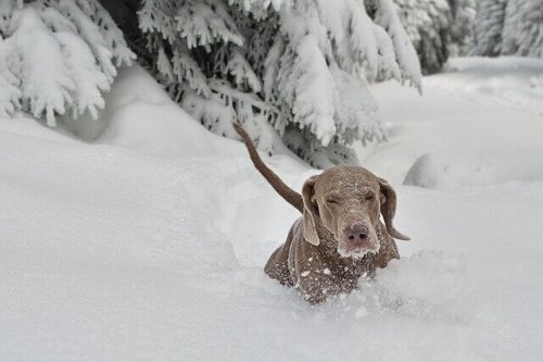 cane sotto la neve