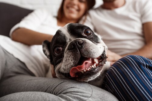Cane e coppia sul divano
