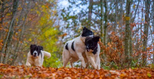 Cani landseer corrono nel bosco