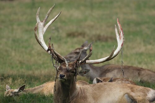 Cervo della battriana