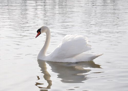 Cigno bianco nel lago