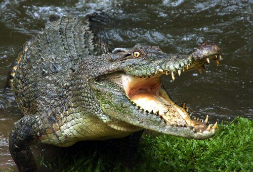 Il pericolo delle acque con coccodrilli