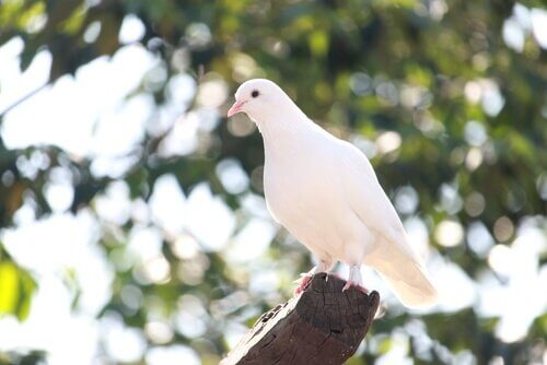 colomba bianca