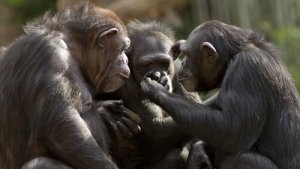 Si può parlare con le scimmie?
