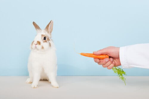 persona offre carota a un coniglio 