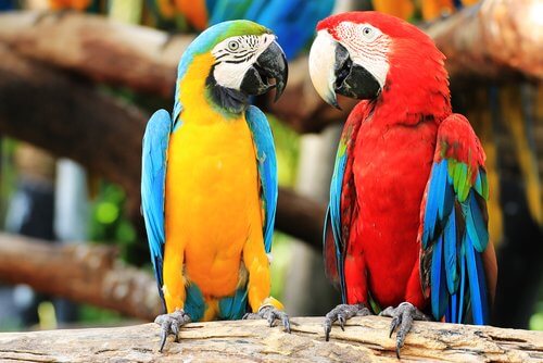 due pappagalli ara