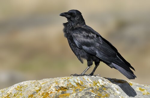 corvo del nordovest su sasso 