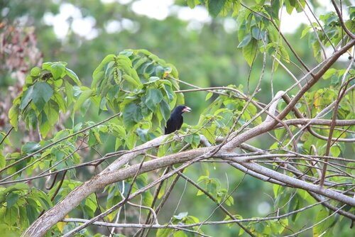 corvus woodfordi su albero 