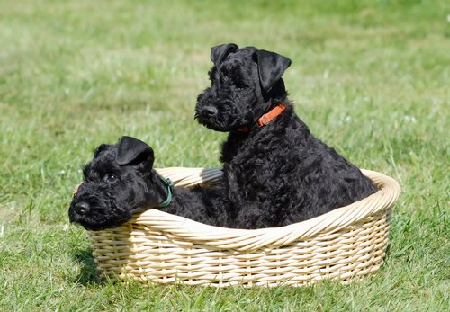 cuccioli di Kerry blue terrier