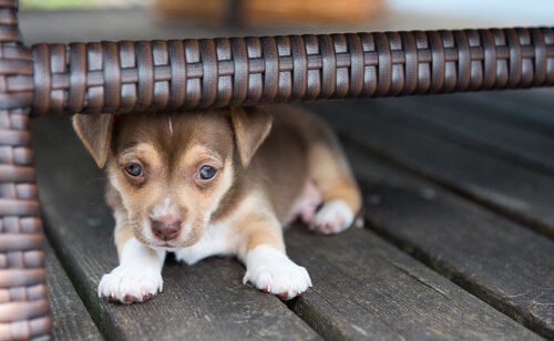 cucciolo di cane si nasconde sotto una poltrona in vimini