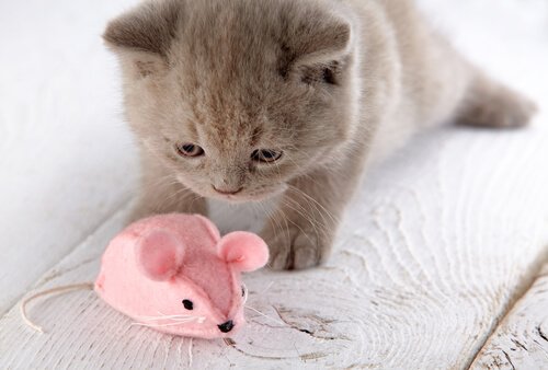 Gattino con topo di peluche rosa