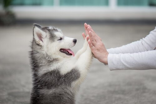 cucciolo di husky appoggia le zampe sulle mani del padrone