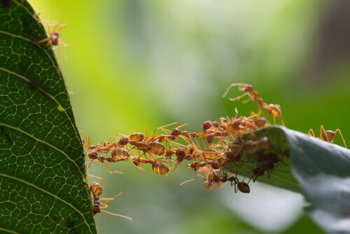 delle formiche creano un ponte per arrivare a una foglia