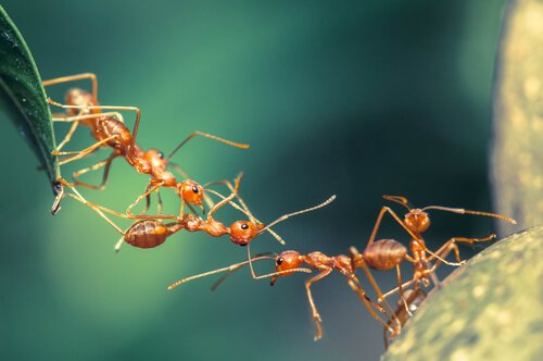 delle formiche scalano una foglia