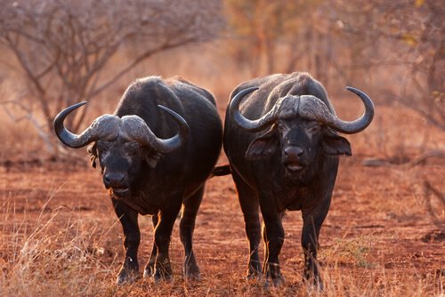 due bufali africani fermi nella savana