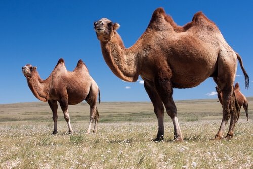 cammelli di profilo in un deserto asiatico