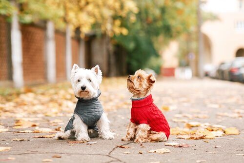 due cagnolino con cappotto al parco