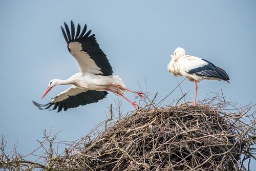 due cicogne su un nido in alto