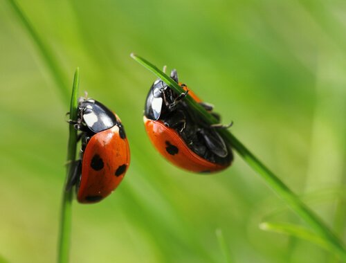 Coccinelle