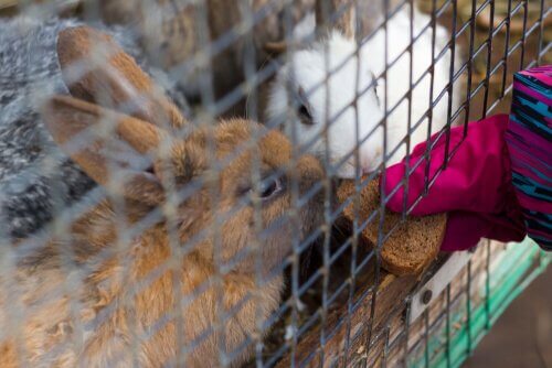 due conigli mangiano del pane secco dalle sbarre di una gabbia