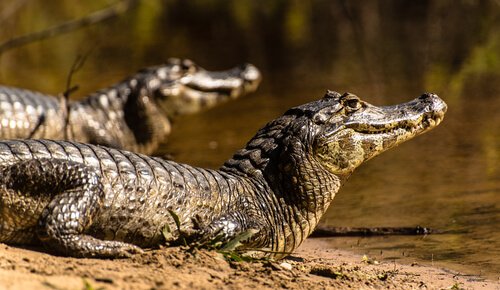 due esemplari di Caimano sul bordo di un fiume