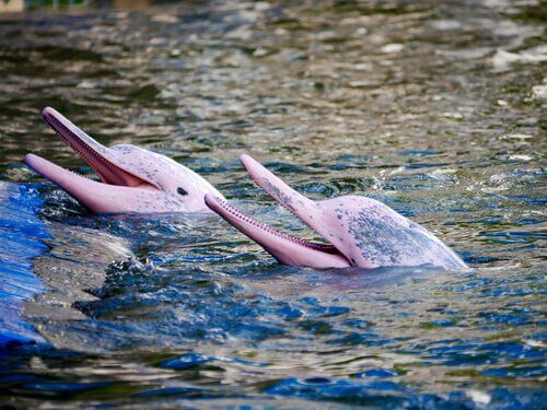 Inia, il curioso delfino rosa delle Amazzoni