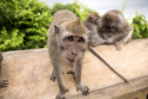 due esemplari di Macaco cinomolgo attirati dai turisti