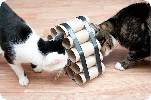 due gatti giocano con un muro fatto di rotoli