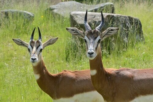 due gazzelle dama ferme in un campo verde