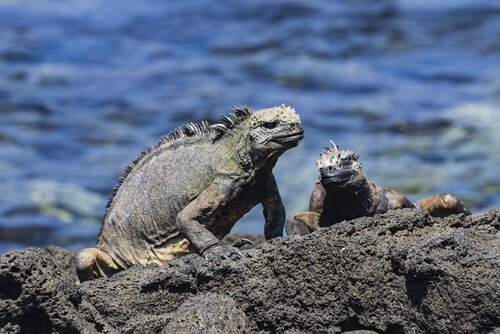 Iguane marine su uno scoglio in mezzo al mare