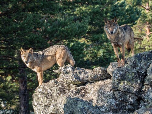 Due lupi su una roccia in montagna