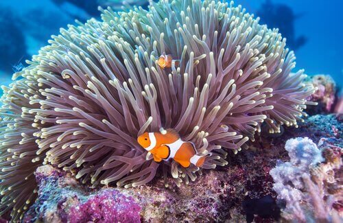 due pesci pagliaccio con un anemone